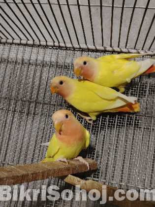 Love bird pakhi